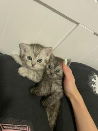 2 גורים מהממים בני חודשיים