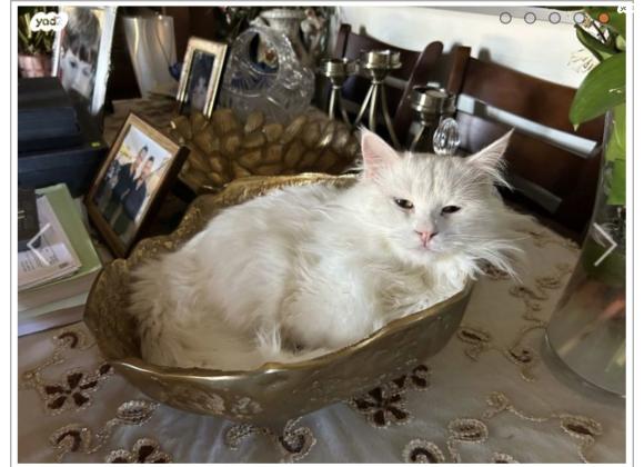 חתול אנגורה בן 8 חודשים