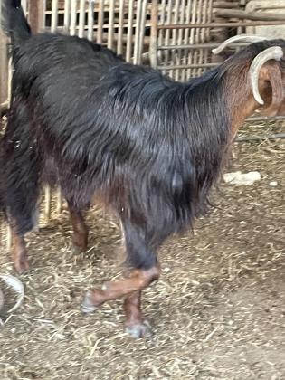 4 תיישים צעירים1כבש1עז קטנה פלוס גדי