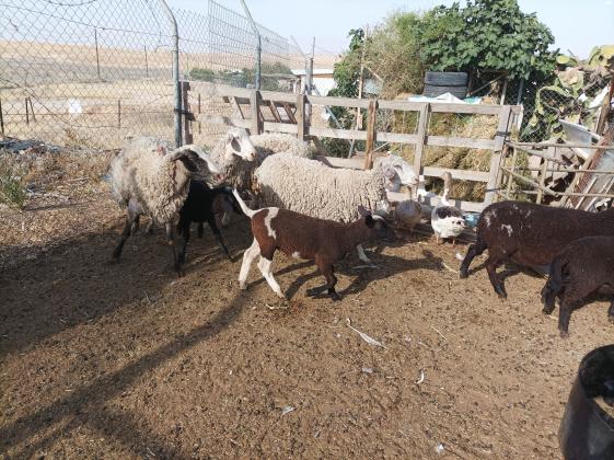 7 טלאים זכרים ונקבות בני