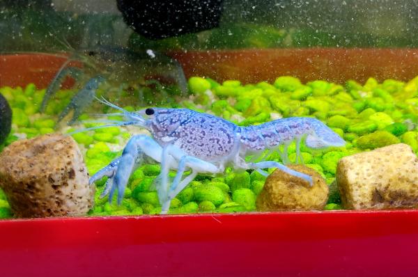 לובסטרים מהממים 8-12 סמ