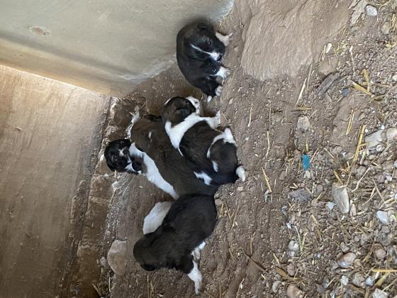 גורים מושלמים יש 4 זכרים ו3 נקבות