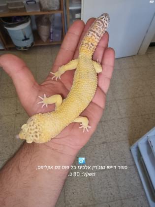 למכירה זוג שממיות מנומרות בוגרים,