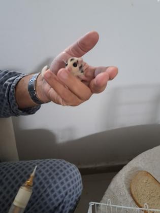 למכירה גורי שוגר גליידר מוזייק