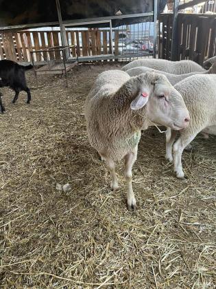 זיכר מרינו אפק