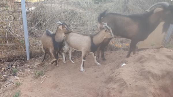 עז אלפיני מהממם 2200 ש''ח