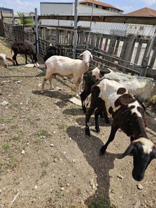 9 כבשים אימהות