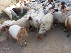 50 ראש כבשים מטופלים מוצייןחלק
