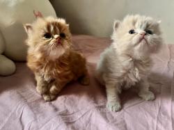 2 חתולים בצבע אפרסק (אחד