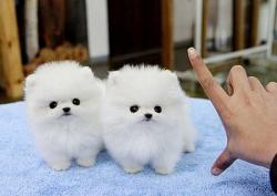 Cute and charming Pomeranian puppies