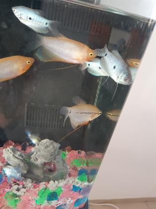 מכירה גורמי פנינה