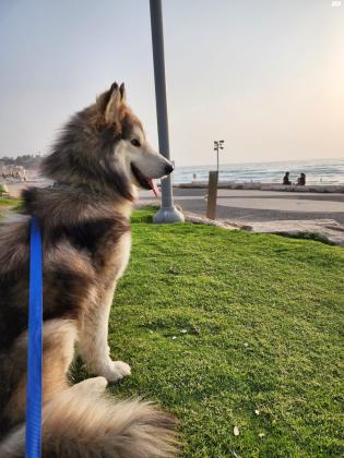 פרדי הוא האסקי מעורב במלמוט בן שנה וחצי