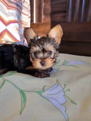 שני זכרים גזעים,מיני