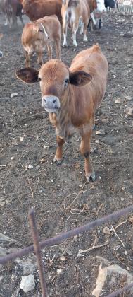 עגלים למכירה זכרים ונקבות גילאים