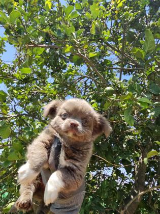 גור ארוך שיער מושלםםם רמה