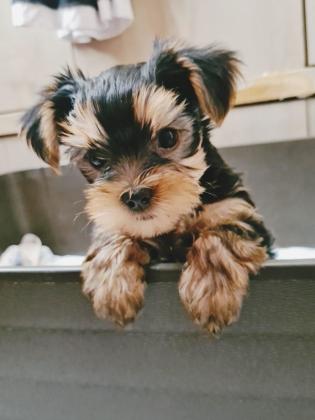 גורי יורקשייר טרייר מהממם מחפשים בית חם