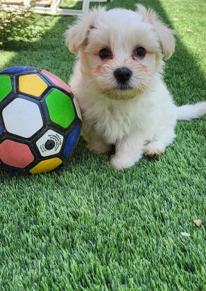 גורי מלשי (מלטז/שיצו)מהממים ביופיים, בע...