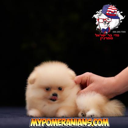 פומרניאן הכי דובי בישראל טדי