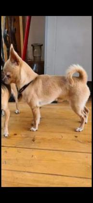 !!!!!!! מחפש כלה !!!!!!!!✔ציוואווה מינ...