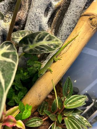 פלסומה גרנדיס ( phelsuma grandis