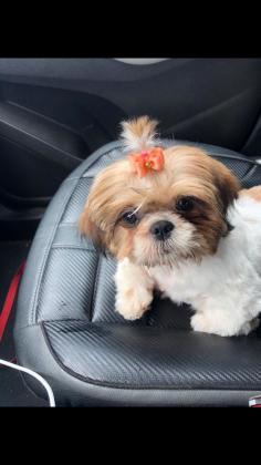 גורים מהממים מחוסנים עם פנקס