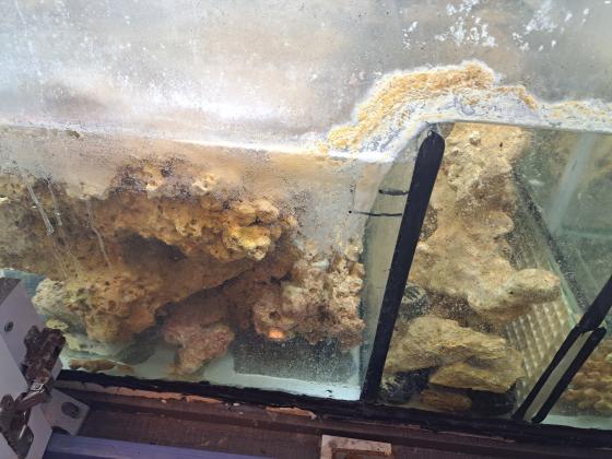 למכירה סלעים אינדונזים