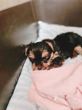 גורי יורקשייר טרייר מהממם מחפשים בית חם