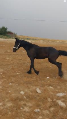 סוס פריזן טוב בן שנה