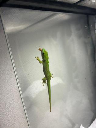 פלסומה גרנדיס ( phelsuma grandis