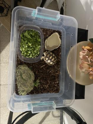 צב סודני בן 7 חודשים