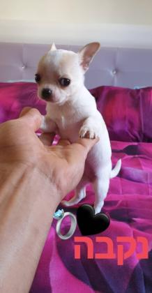 למכירה גורת צ'יוואווה ברמה גבוהה