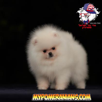 פומרניאן הכי דובי בישראל טדי