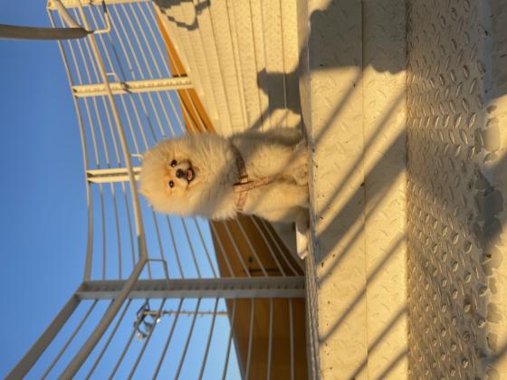 ריי שלי פומרניין זכר בן