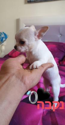 למכירה גורת צ'יוואווה ברמה גבוהה