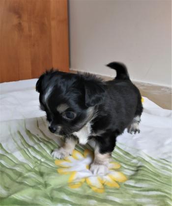 זכר צ'יוואווה, ארוך שיער