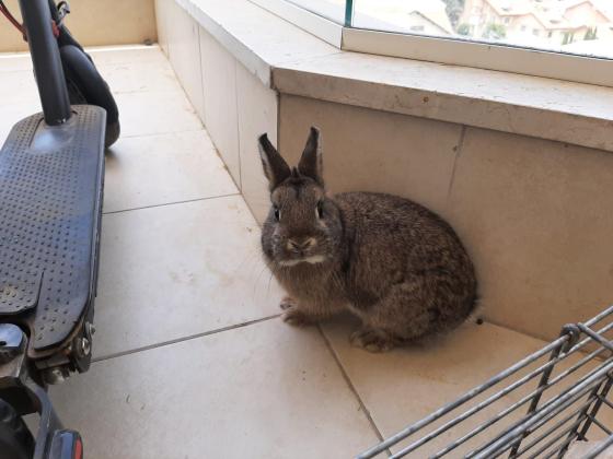 זוג ארנבות ננסי הולנדי מקסימים