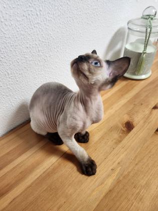 חתול זכר סוג החתול(חתול פרעוני)