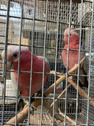 למכירה זוג קקדו גאלה האכלות