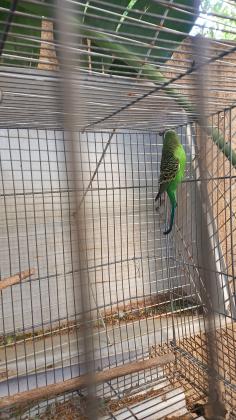 3 נקבות בוגרות בצבע ירוק