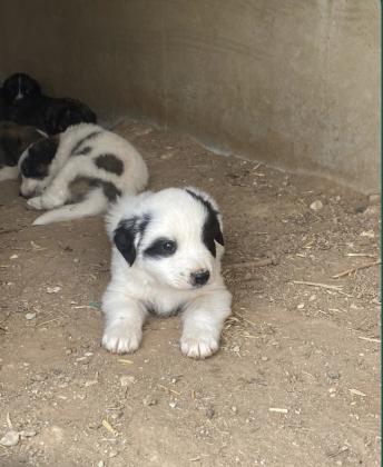 גורי כלבים בני כחודשיים יש