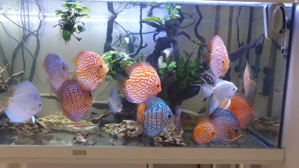 שלום דגי דיסקוס למכירה לפי