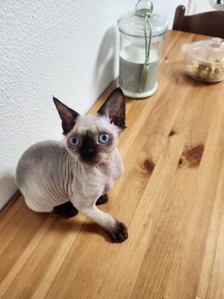 חתול זכר סוג החתול(חתול פרעוני)