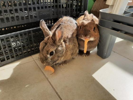 זוג ארנבות ננסי הולנדי מקסימים