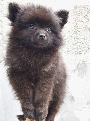 נקבות פומרניין, מאוד חברותיות ,