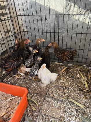 תרנגולות ווינדוט ספלשיממוטופקין לוונדר...