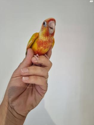 קוניור סאנציק ברמה הכי גבוהה