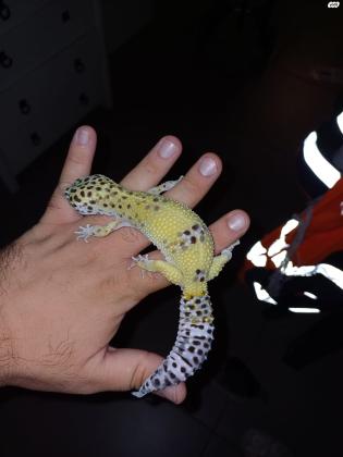 מוציא למכירה שממית מנומרת בוגרת