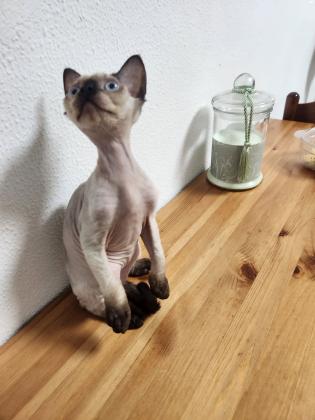 חתול זכר סוג החתול(חתול פרעוני)