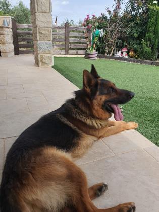 למכירה: כלב רועה גרמני, בן