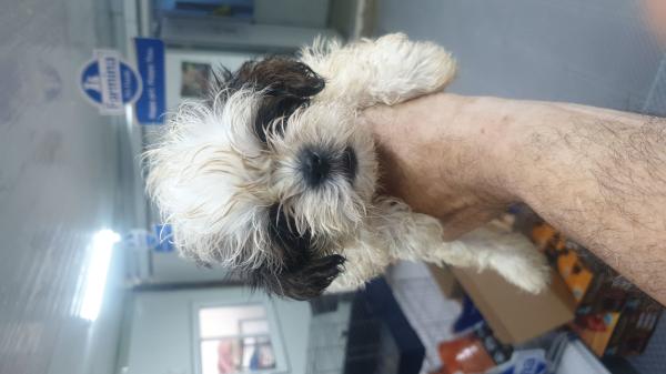 גורים מהממים מחוסנים עם פנקס